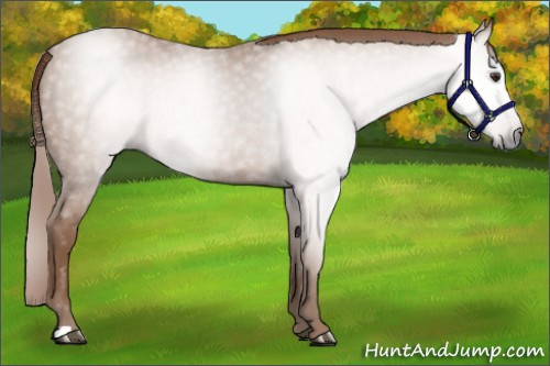 Horse Color:Gray Chestnut 