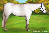 Horse Color:Gray Chestnut 