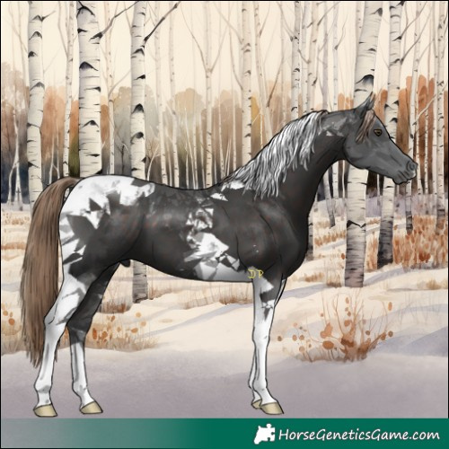 Horse Color:Liver Chestnut Tobiano 