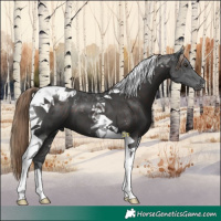 Horse Color:Liver Chestnut Tobiano 