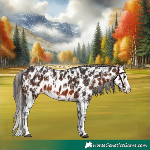 Horse Color:Brown Sabino Splash Near Leopard  and Brown Sabino Splash Near Leopard 