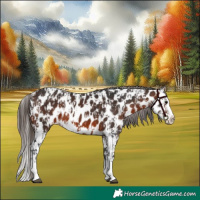 Horse Color:Brown Sabino Splash Near Leopard  and Brown Sabino Splash Near Leopard 