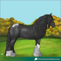 Horse Color:Black Tobiano