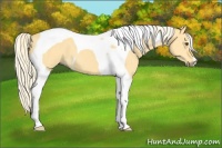 Horse Color:Palomino Dun Tobiano