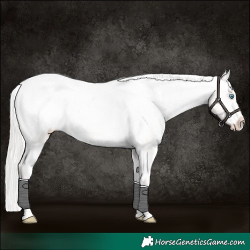 Horse Color:Gold Cream Champagne Roan Pearl Appaloosa Rabicano 