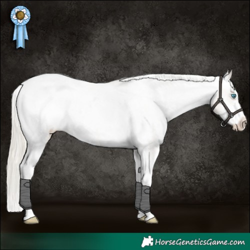 Horse Color:Chocolate Palomino Pearl Sabino Appaloosa Rabicano 