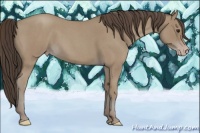 Horse Color:Classic Champagne Roan 