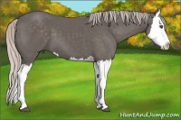 Horse Color:Silver Black Splash