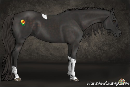 Horse Color:Liver Chestnut Tobiano 