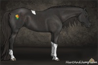 Horse Color:Liver Chestnut Tobiano