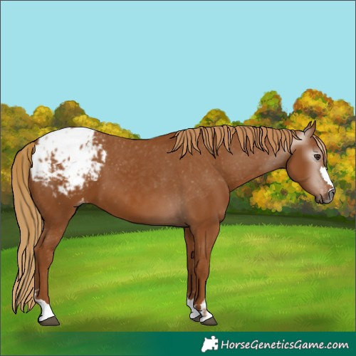 Horse Color:Gray Chestnut Blanket