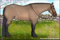 Horse Color:Bay Roan Dun