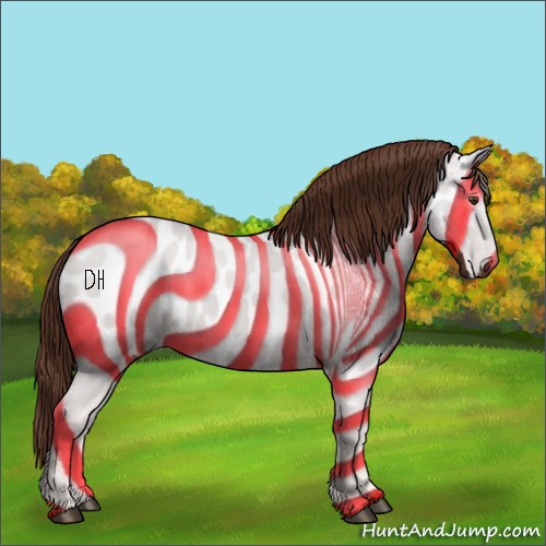 Horse Color:Gray Chestnut Appaloosa 