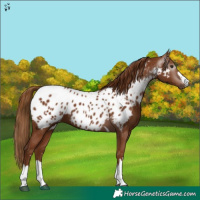 Horse Color:Gray Chestnut Appaloosa 