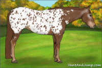 Horse Color:Gray Chestnut Appaloosa 