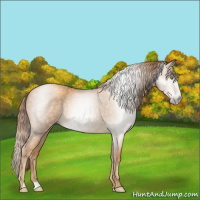 Horse Color:Gray Gold Champagne 