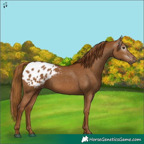 Horse Color:Gray Chestnut Appaloosa 