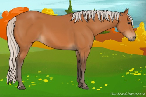 Horse Color:Silver Bay