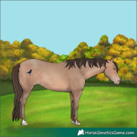 Horse Color:Amber Champagne Rabicano 