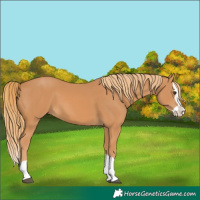 Horse Color:Chestnut Splash 
