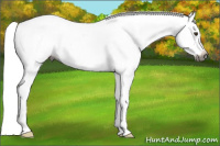 Horse Color:Gray White Spotted Liver Chestnut Blanket 
