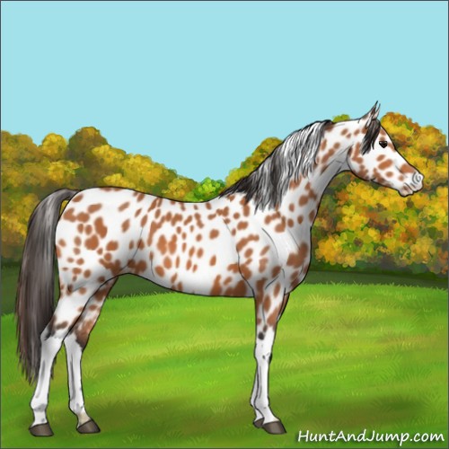 Horse Color:Bay Leopard