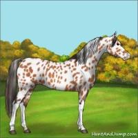 Horse Color:Bay Leopard 