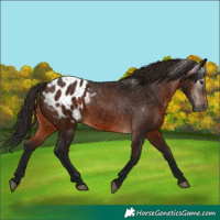 Horse Color:Gray Bay Appaloosa 