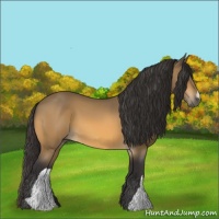 Horse Color:Buckskin 