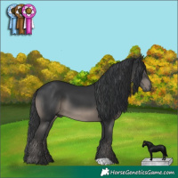 Horse Color:Black 