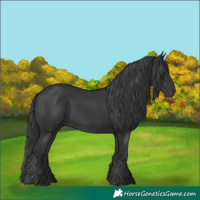Horse Color:Black 