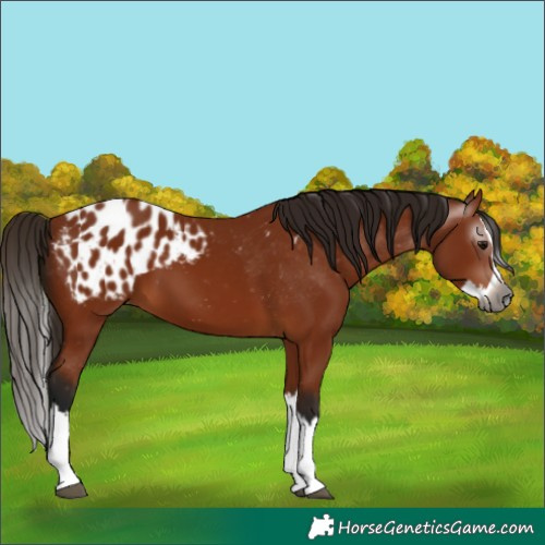 Horse Color:Gray Bay Splash Appaloosa 