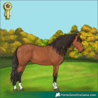 Horse Color:Bay Tobiano Rabicano