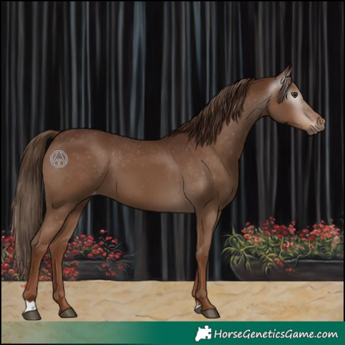 Horse Color:Gray Chestnut Appaloosa 
