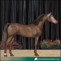 Horse Color:Gray Chestnut Varnish 