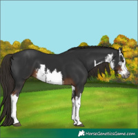 Horse Color:Gray White Spotted Liver Chestnut 