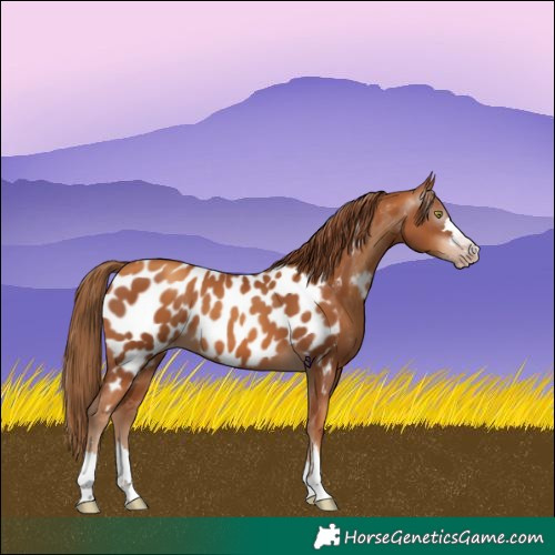 Horse Color:Gray Gold Champagne Appaloosa 