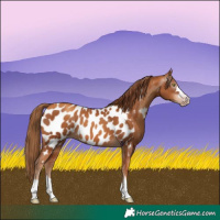 Horse Color:Gray Gold Champagne Near Leopard 