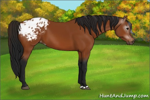 Horse Color:Gray Bay Appaloosa