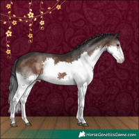 Horse Color:White Spotted Brown Splash