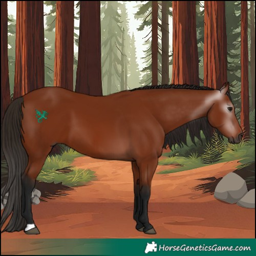 Horse Color:Gray Bay 