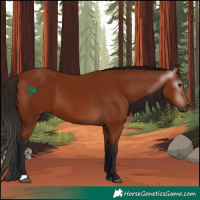 Horse Color:Gray Bay 