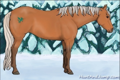 Horse Color:Silver Bay 