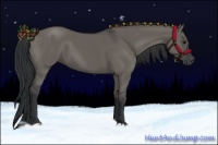 Horse Color:Grullo 