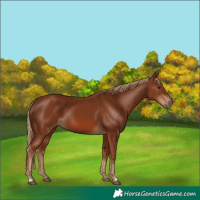 Horse Color:Chestnut 