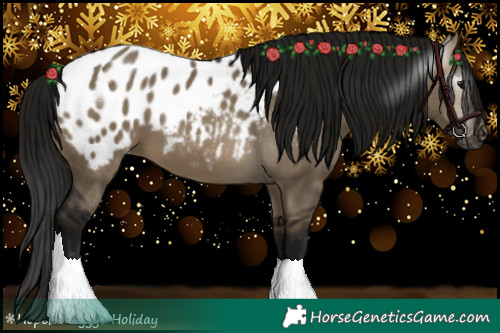 Horse Color:Gray Brown Dun Appaloosa 