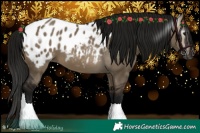 Horse Color:Gray Brown Dun Appaloosa 