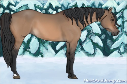 Horse Color:Bay Dun 