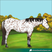Horse Color:Gray Bay Near Leopard 