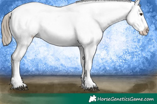 Horse Color:Liver Chestnut Sabino Splash Appaloosa and Liver Chestnut Sabino Splash Appaloosa